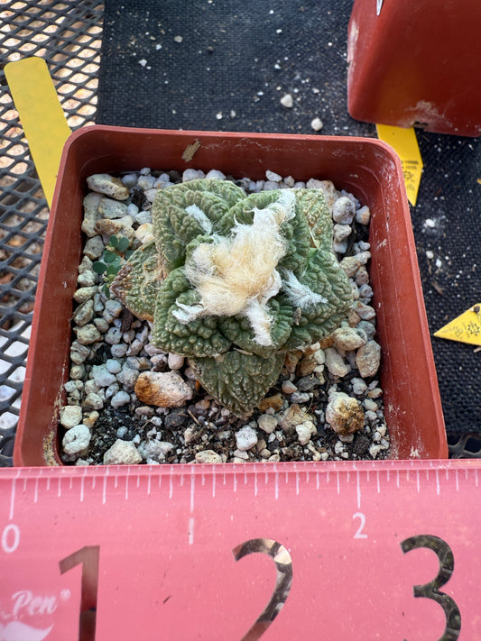 Ariocarpus fissuratus 150