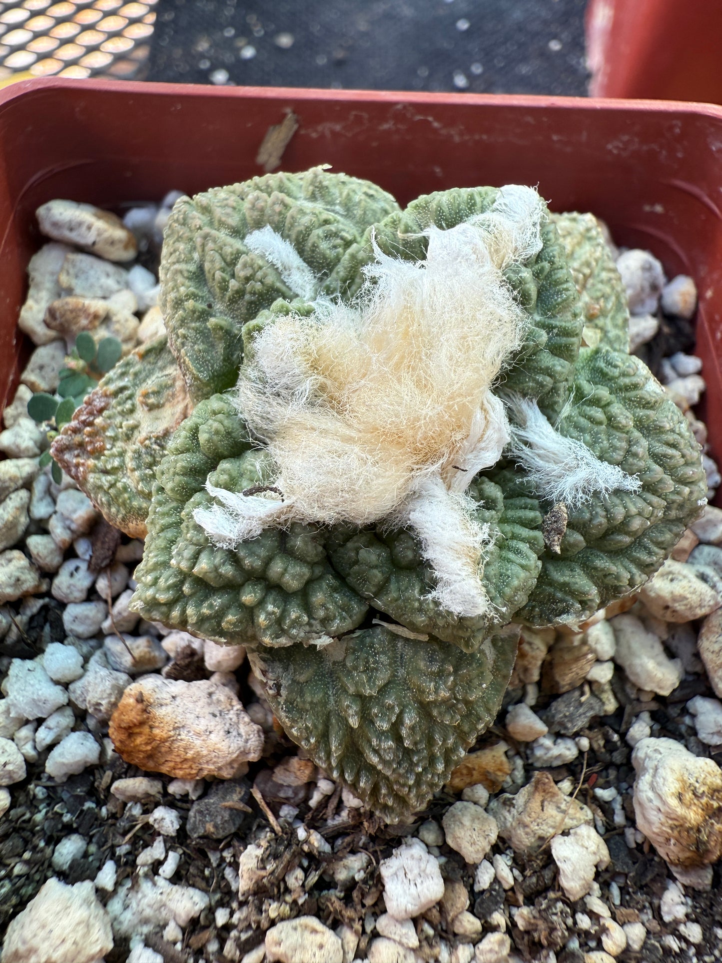 Ariocarpus fissuratus 150