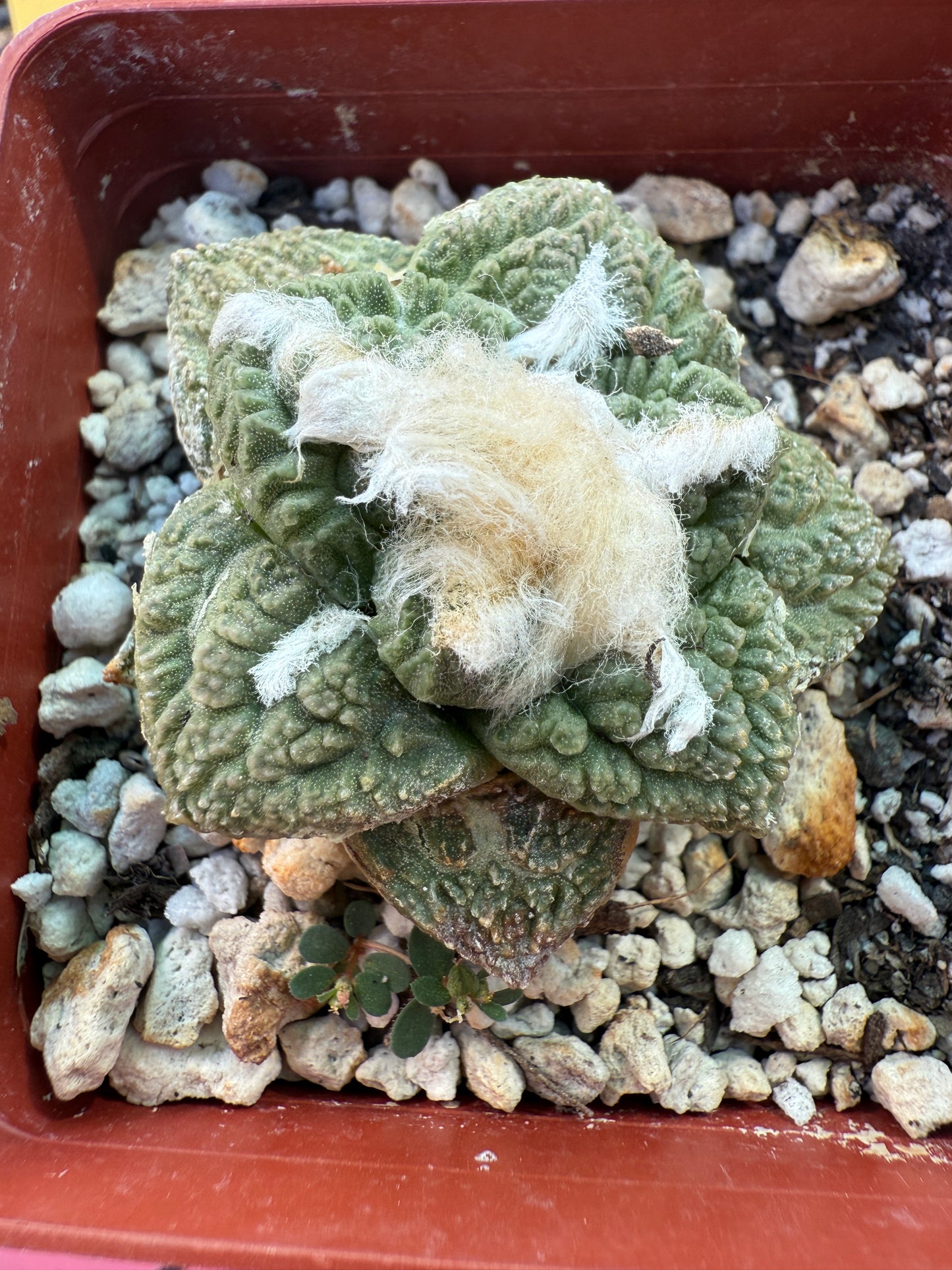 Ariocarpus fissuratus 150