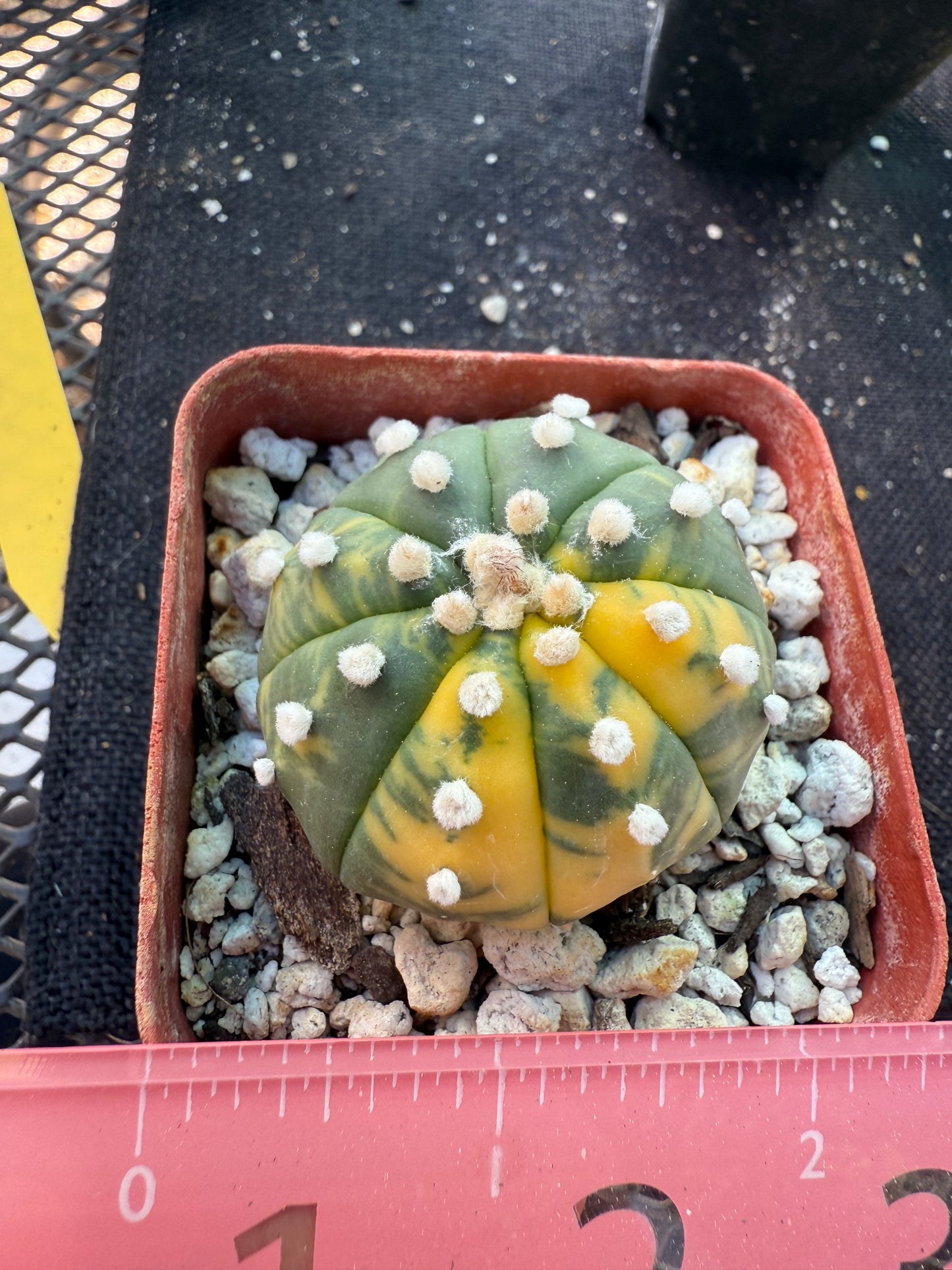 Astrophytum asterias variegated 556