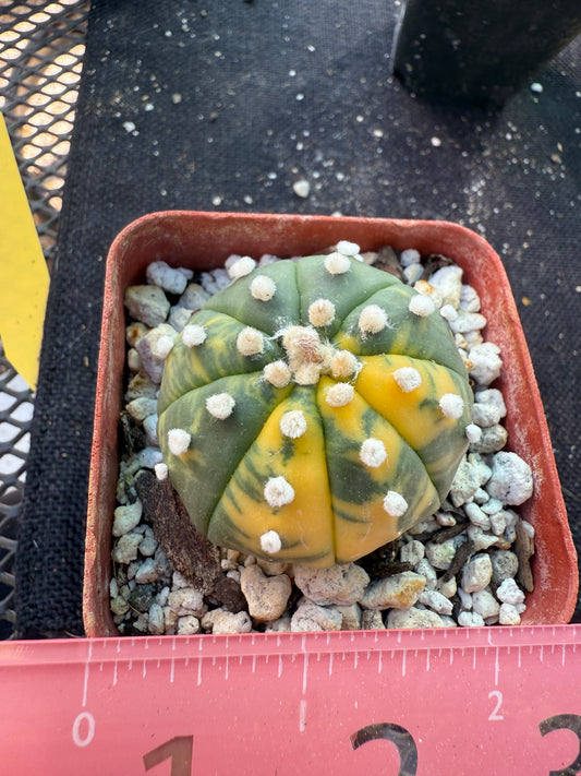 Astrophytum asterias variegated 556