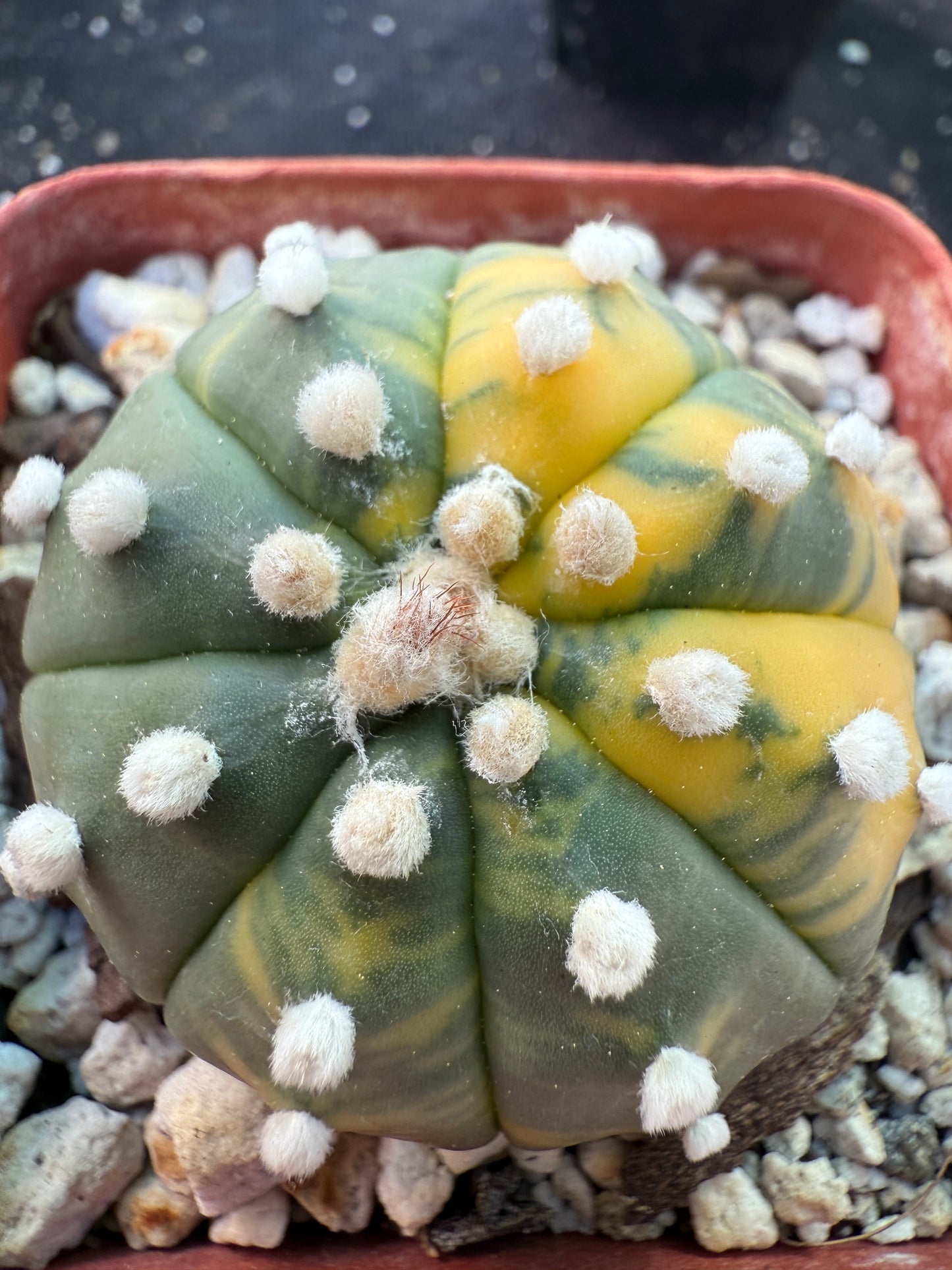 Astrophytum asterias variegated 556