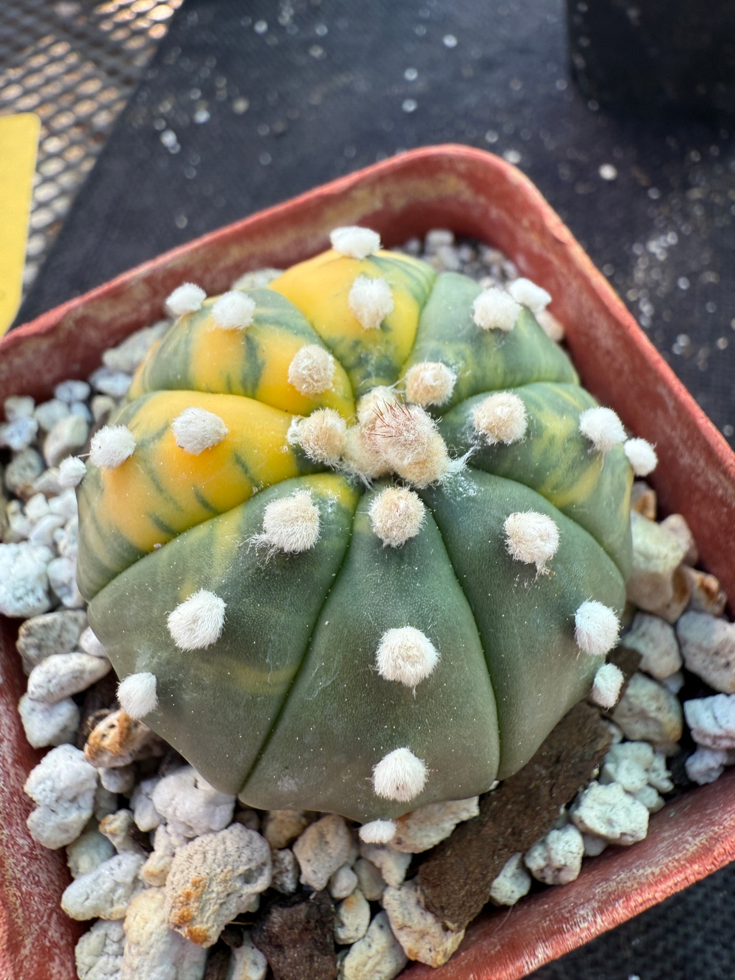 Astrophytum asterias variegated 556