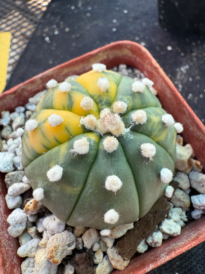 Astrophytum asterias variegated 556