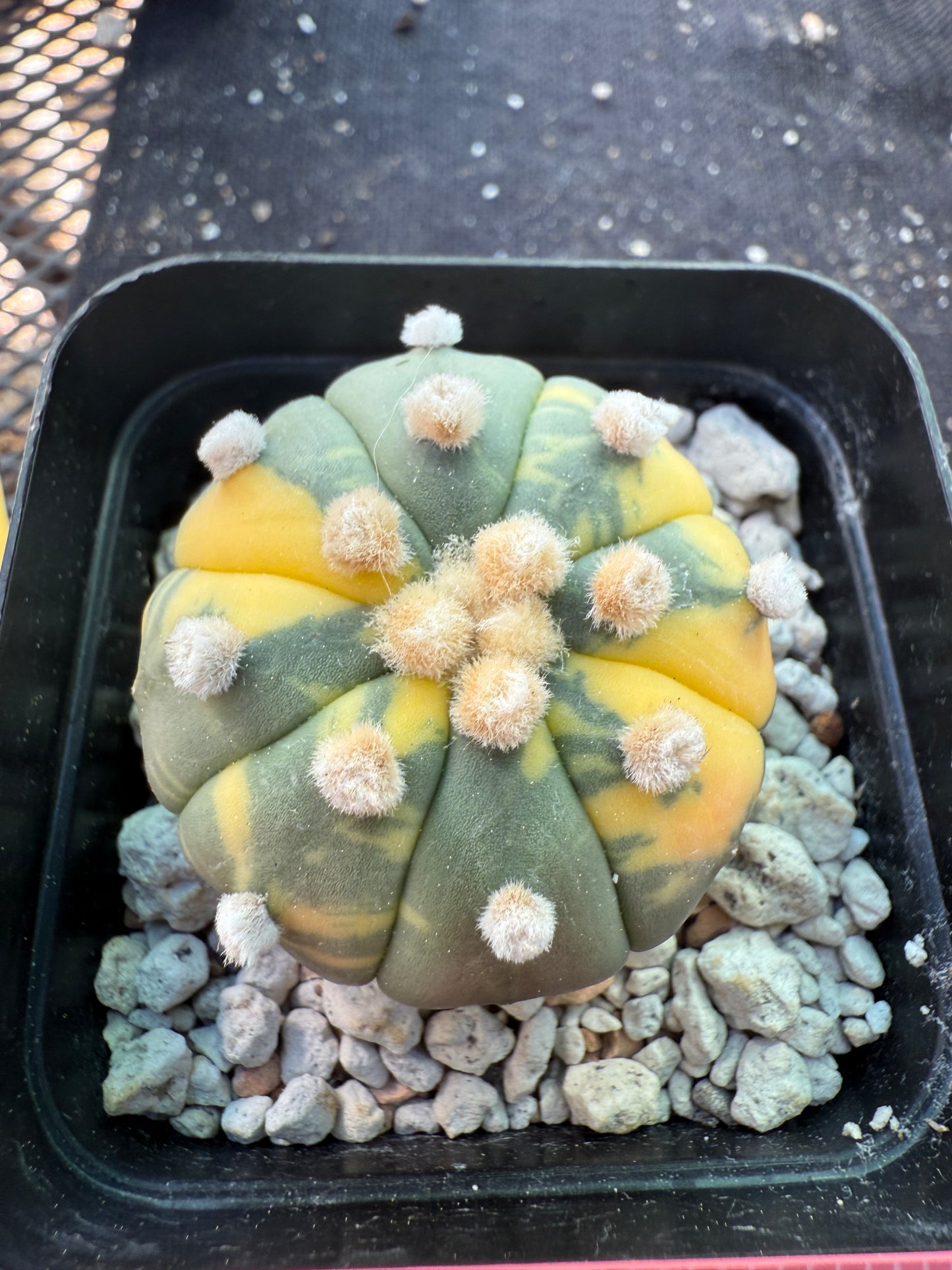 Astrophytum asterias variegated cactus 1492