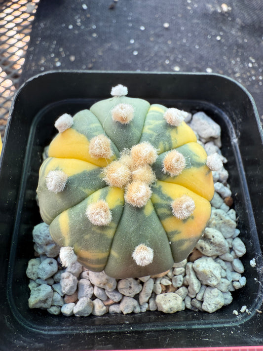 Astrophytum asterias variegated cactus 1492