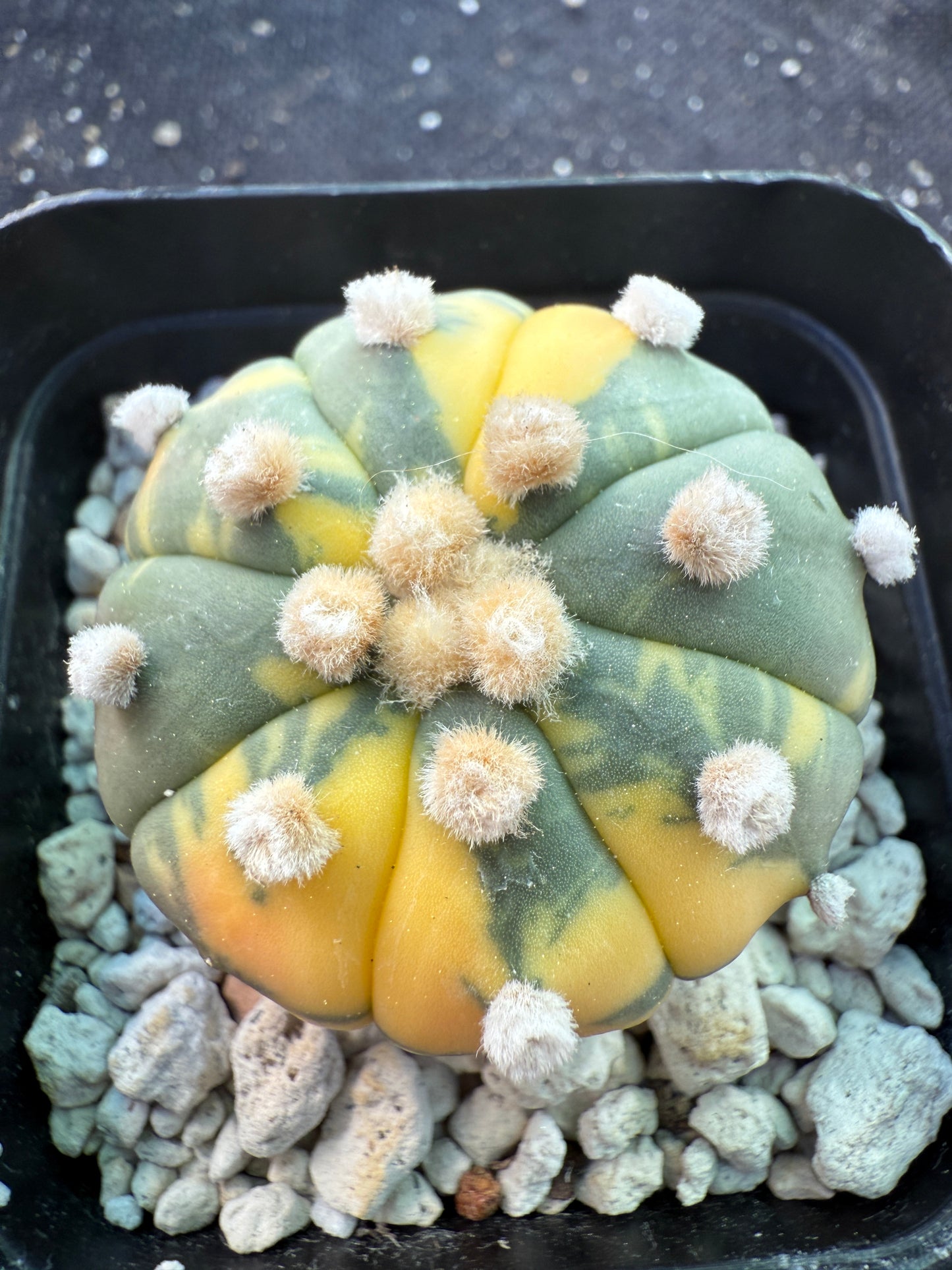Astrophytum asterias variegated cactus 1492