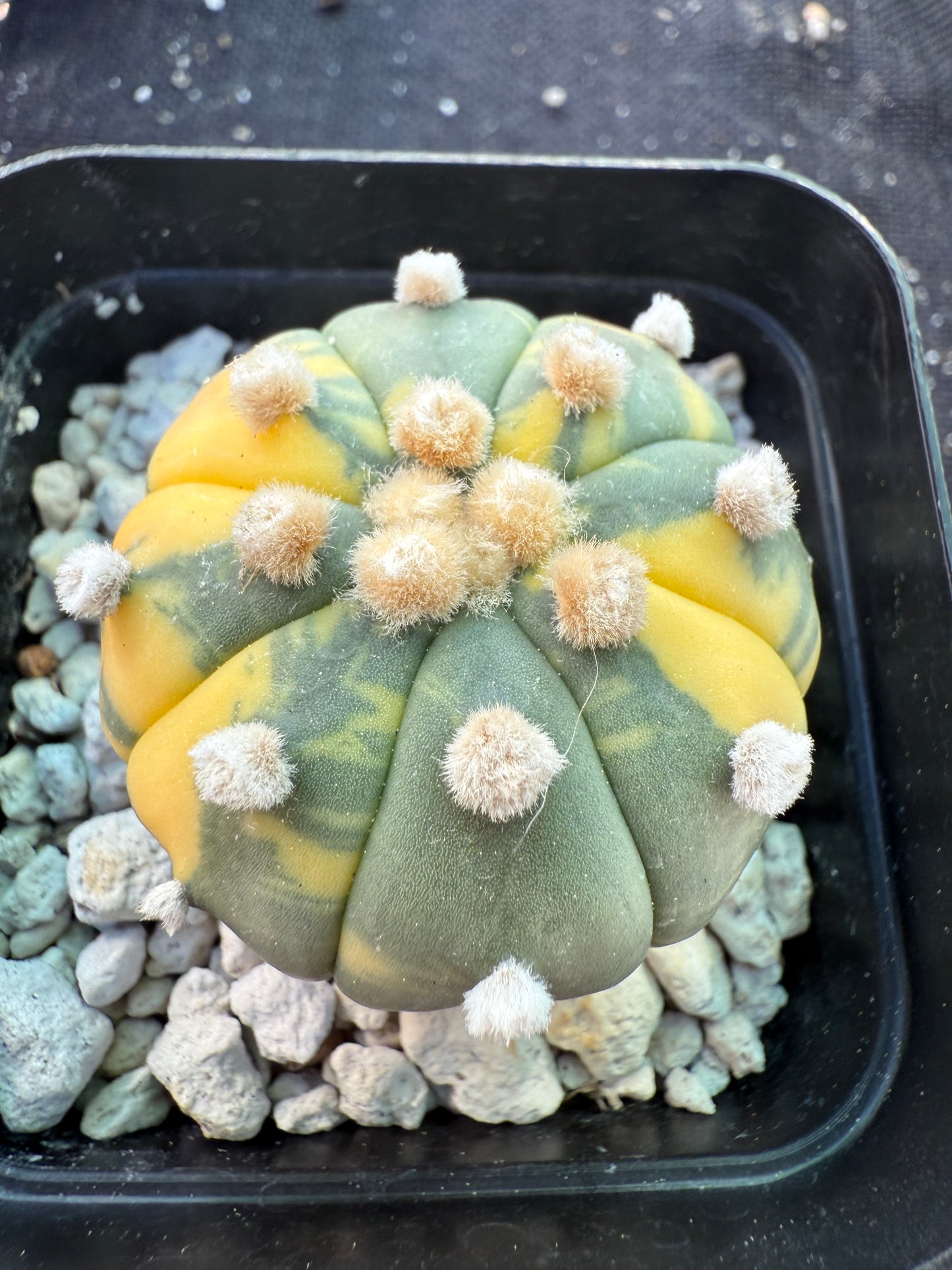 Astrophytum asterias variegated cactus 1492