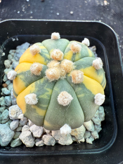 Astrophytum asterias variegated cactus 1492