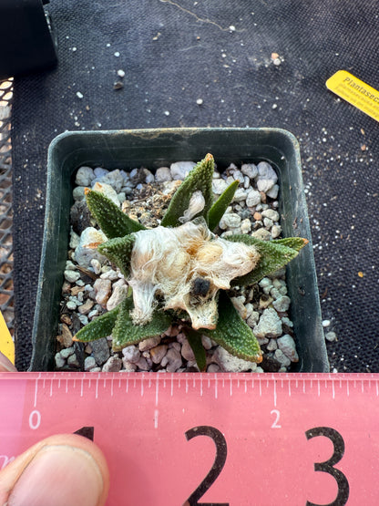 Ariocarpus bravoanus rare cactus 04