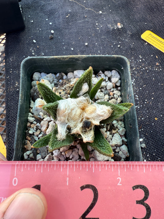 Ariocarpus bravoanus rare cactus 04