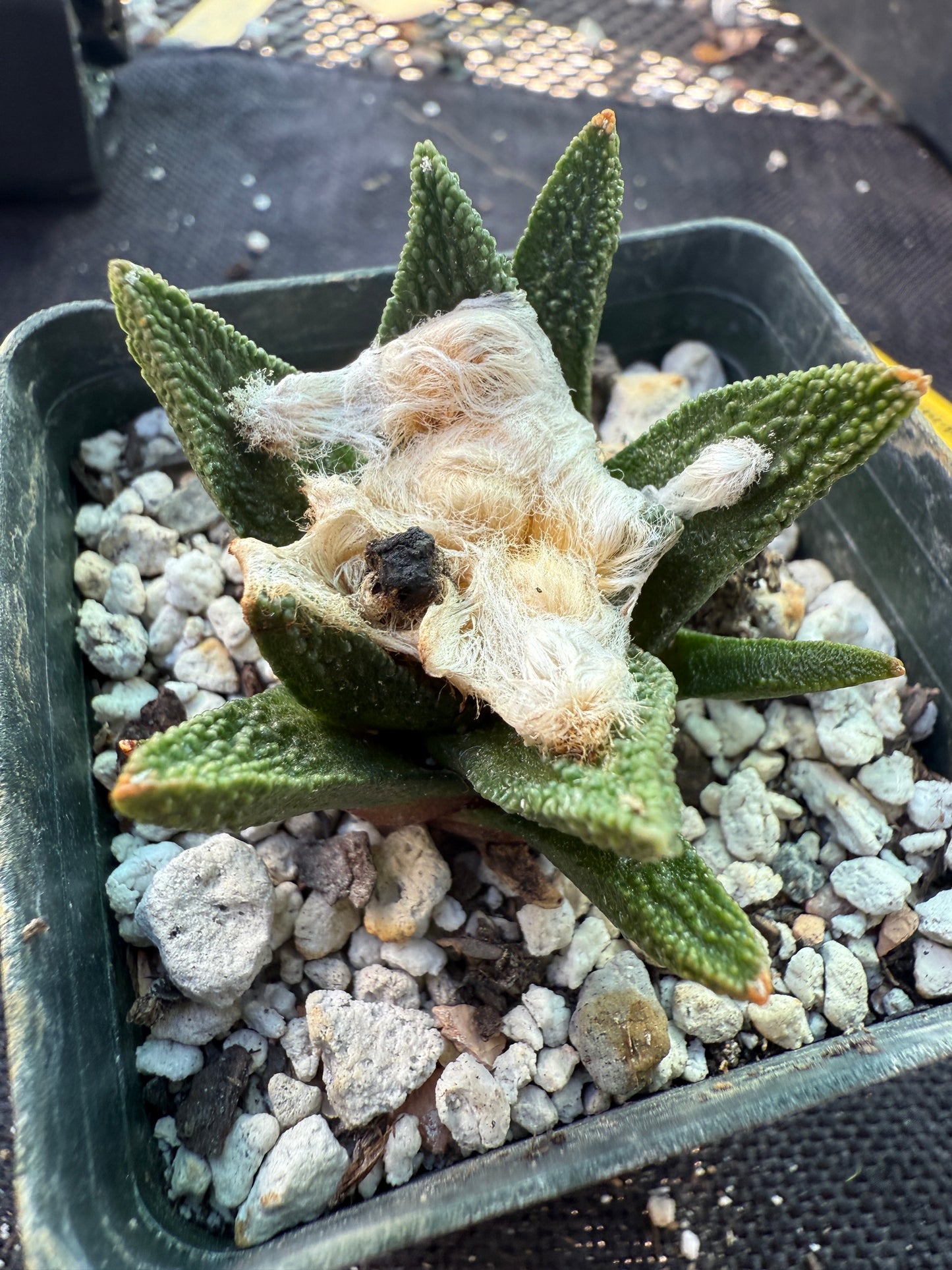 Ariocarpus bravoanus rare cactus 04