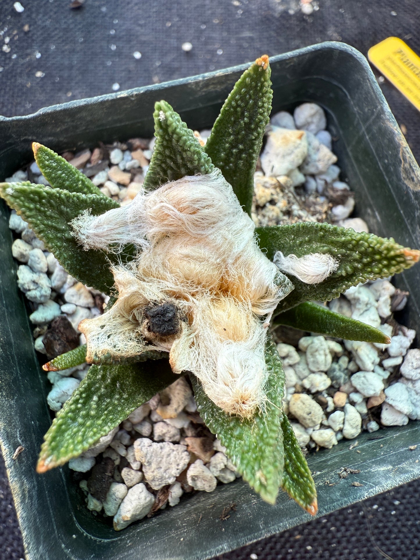 Ariocarpus bravoanus rare cactus 04