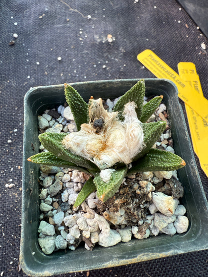 Ariocarpus bravoanus rare cactus 04