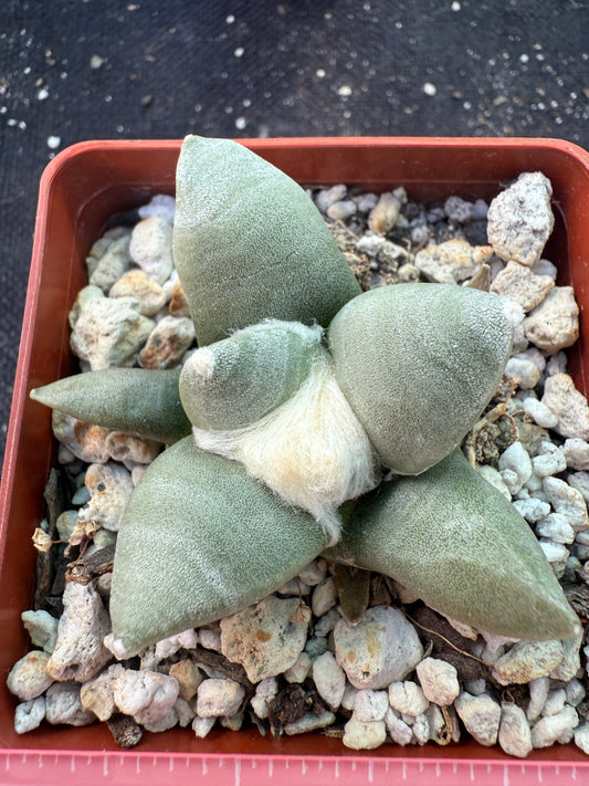 Ariocarpus furfuraceous rare beautiful plant 14