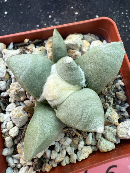 Ariocarpus furfuraceous rare beautiful plant 14