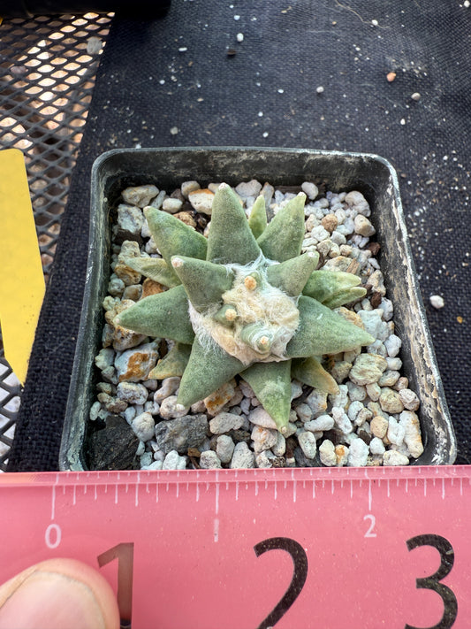 Ariocarpus scapharostitoides rare plant 514