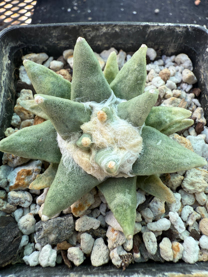 Ariocarpus scapharostitoides rare plant 514