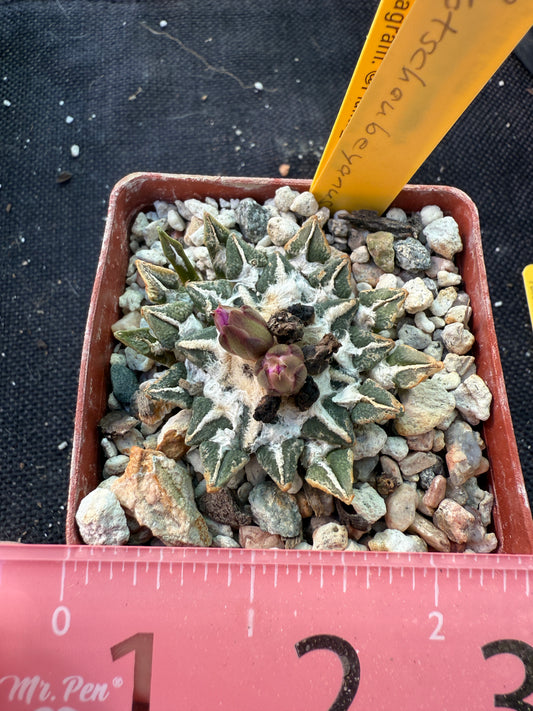 Ariocarpus kotschoubeyanus nice plant 64