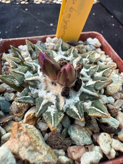 Ariocarpus kotschoubeyanus nice plant 64