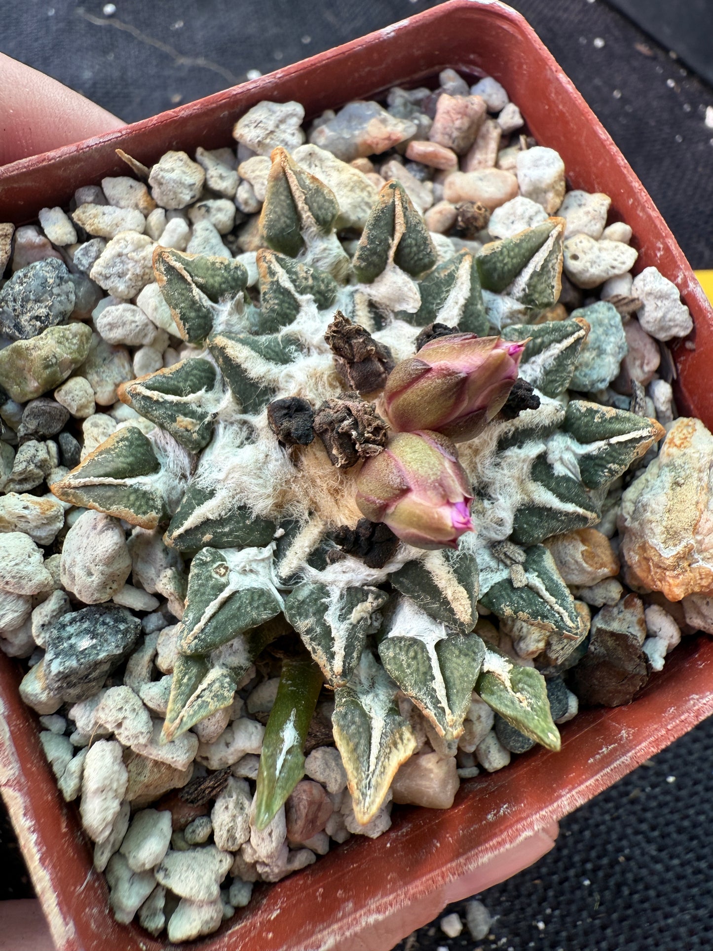 Ariocarpus kotschoubeyanus nice plant 64