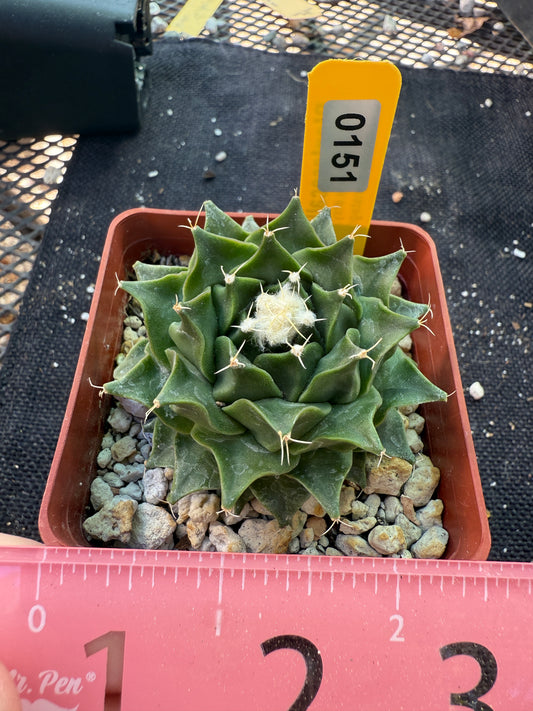 Obregonia denegrii rare 151