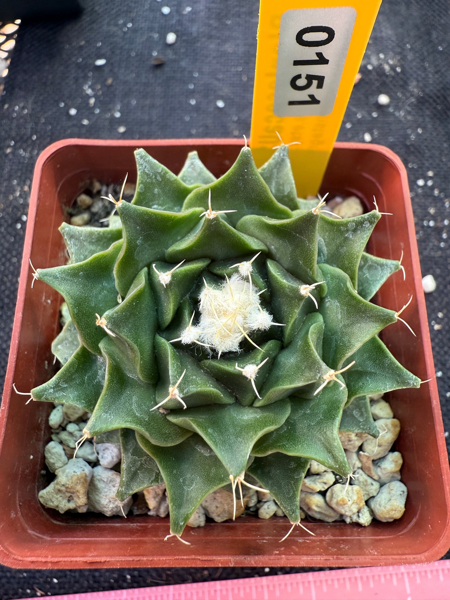 Obregonia denegrii rare 151