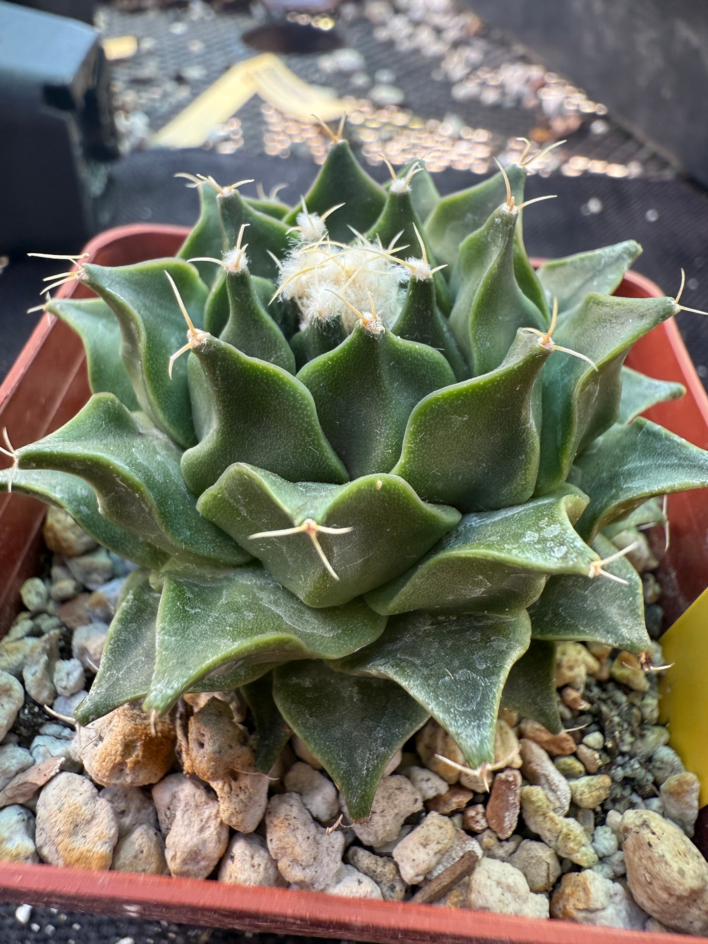 Obregonia denegrii rare 151