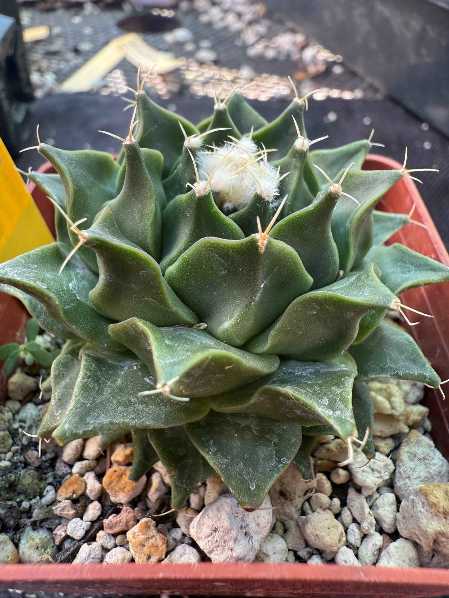 Obregonia denegrii rare 151