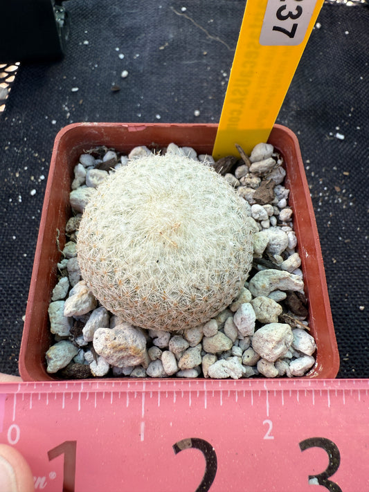 Epithelantha micromeres cactus 237