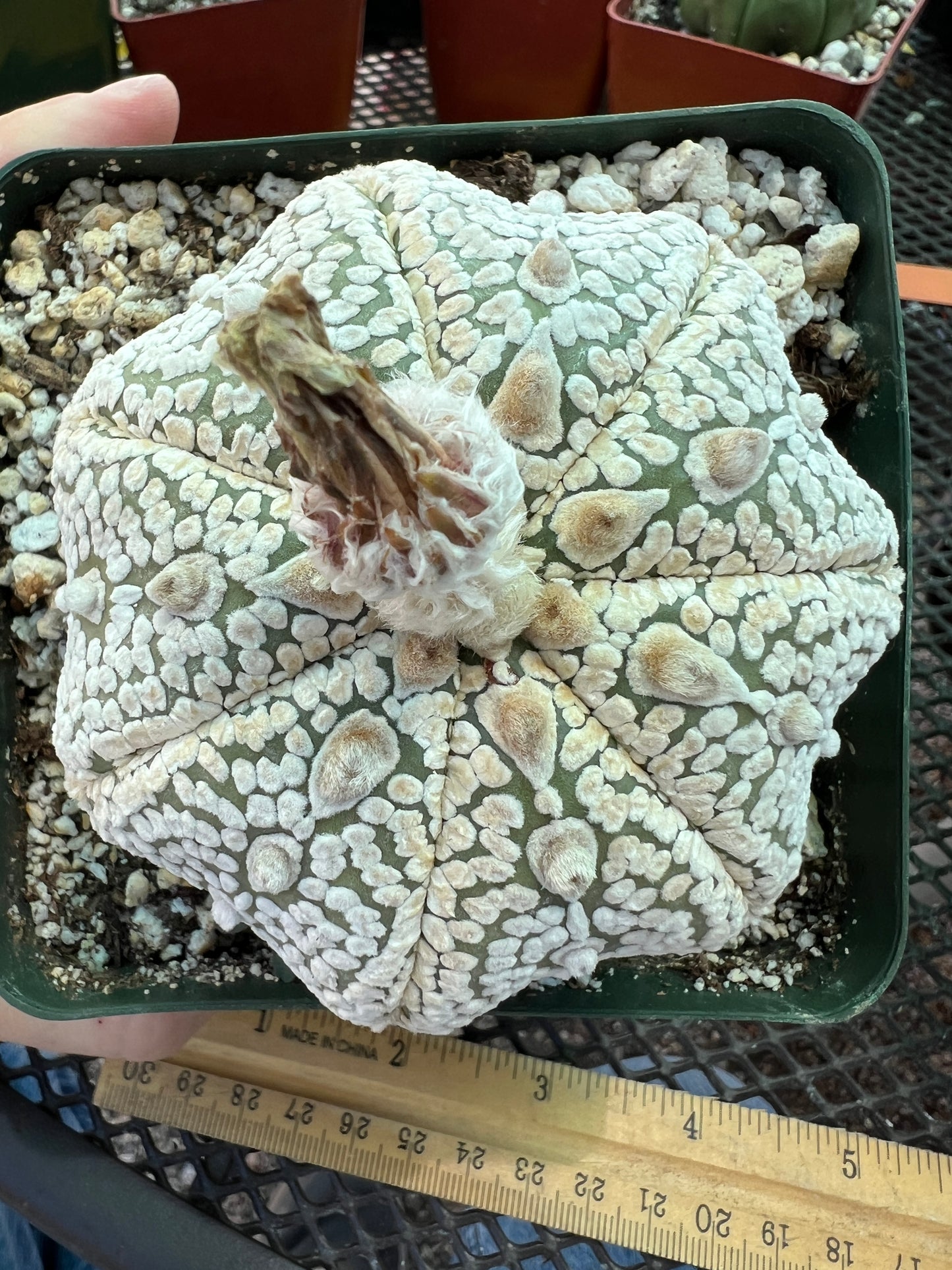 Astrophytum super kabuto star shape cactus in 4.25 inch pot nice