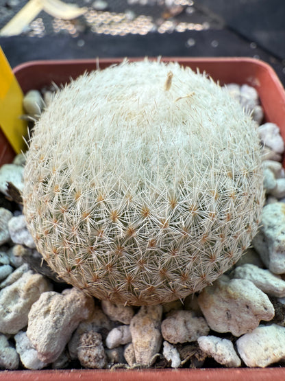 Epithelantha micromeres cactus 237