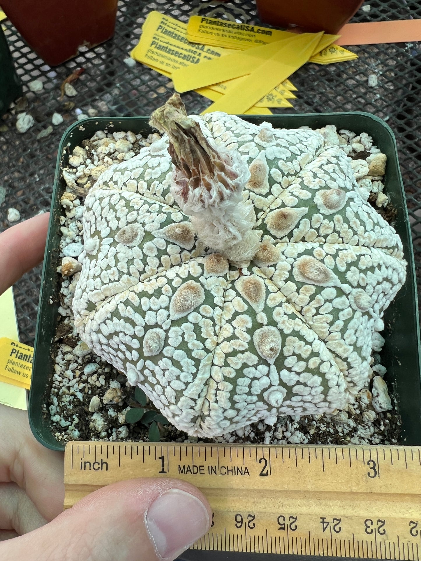 Astrophytum super kabuto star shape cactus in 4.25 inch pot nice