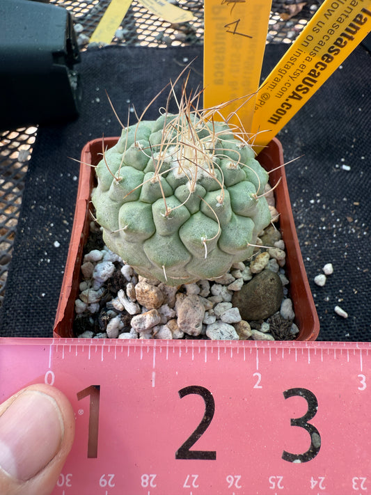 Strombocactus disciformis rare large plant 1078