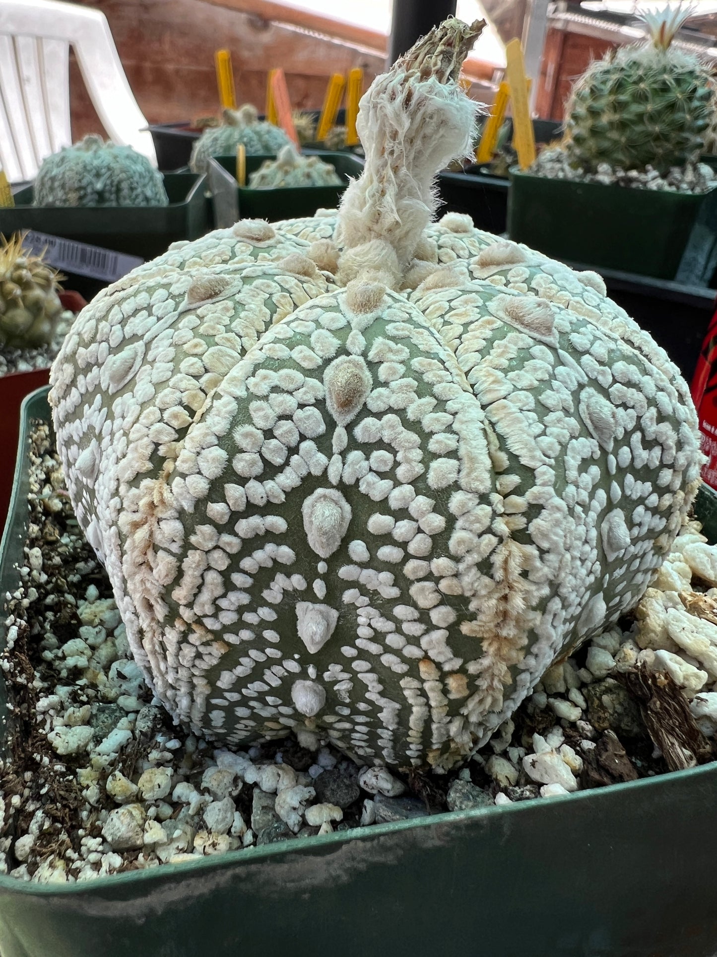 Astrophytum super kabuto star shape cactus in 4.25 inch pot nice