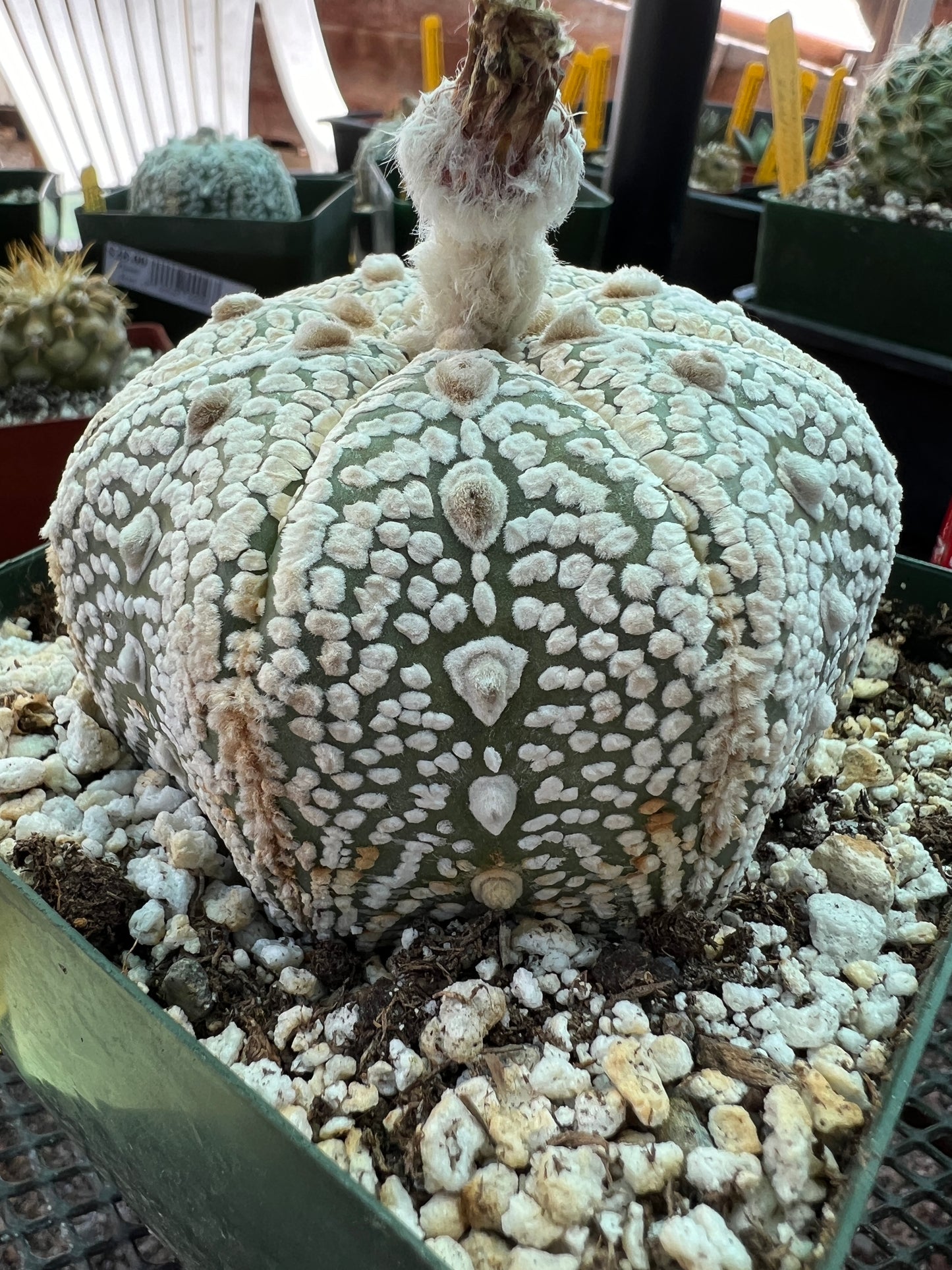 Astrophytum super kabuto star shape cactus in 4.25 inch pot nice