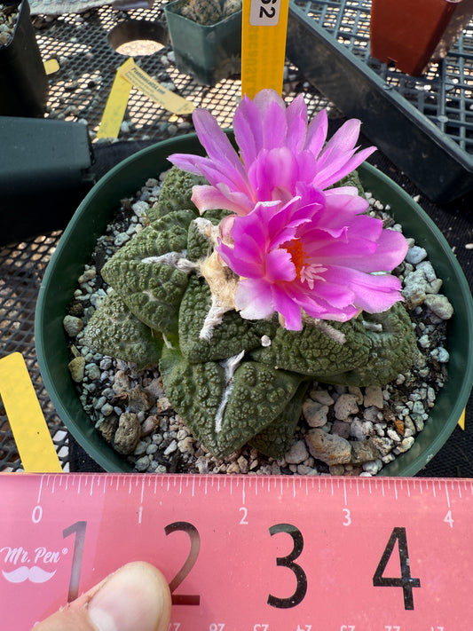 Ariocarpus Godzilla large and beautiful specimen 562