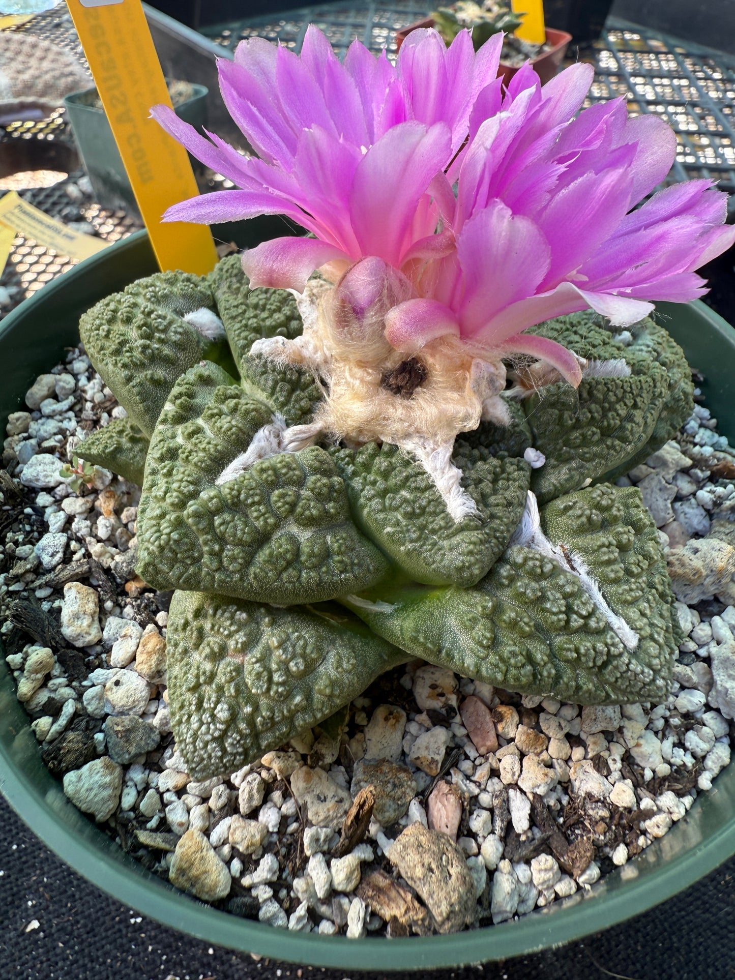 Ariocarpus Godzilla large and beautiful specimen 562