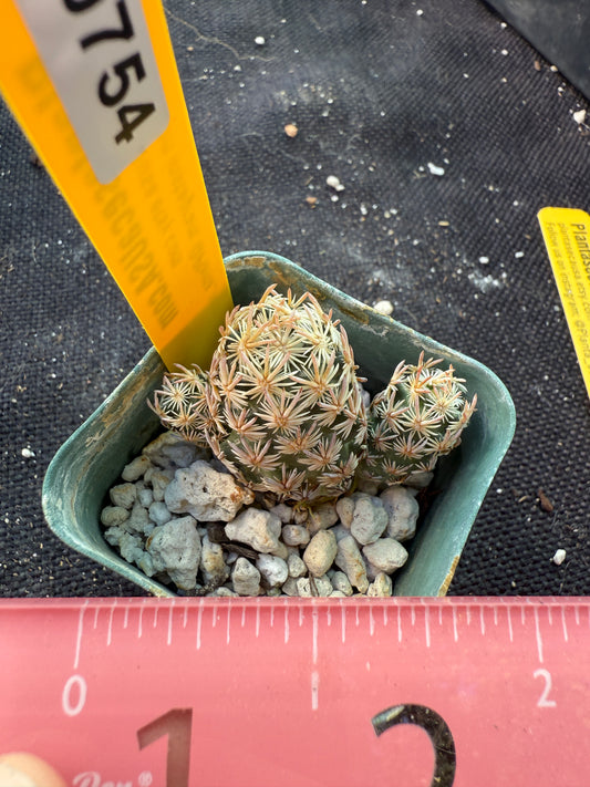 Escobaria minima very rare plant 754