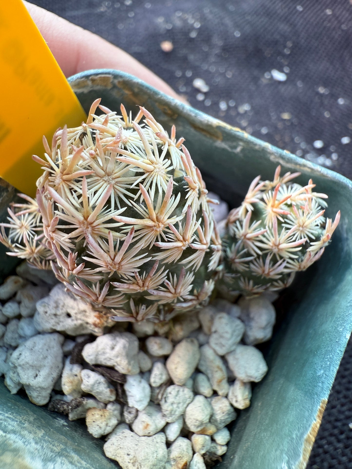 Escobaria minima very rare plant 754