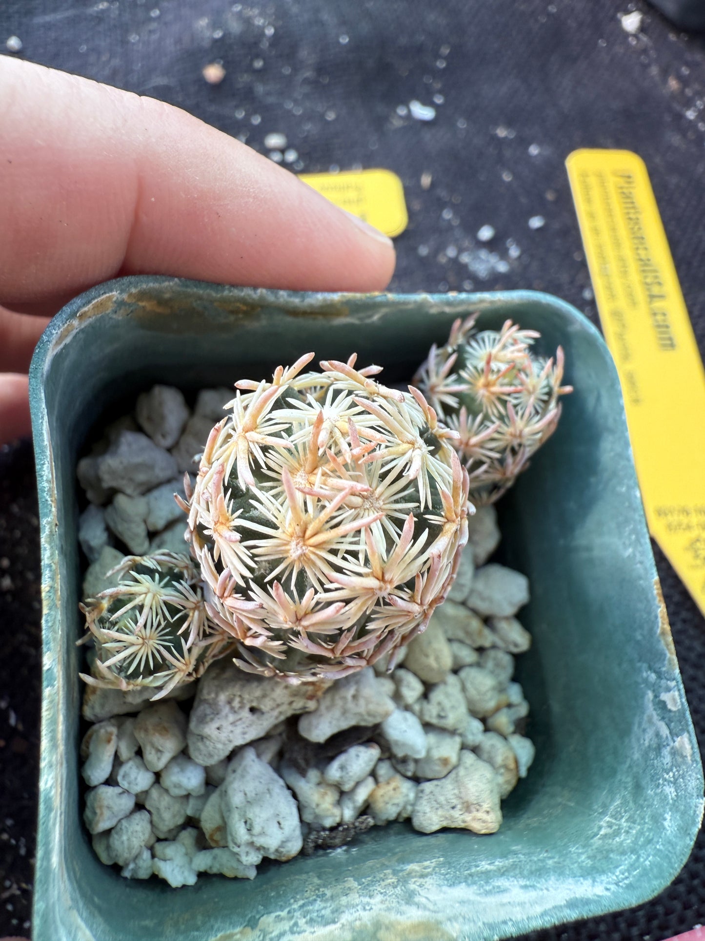 Escobaria minima very rare plant 754