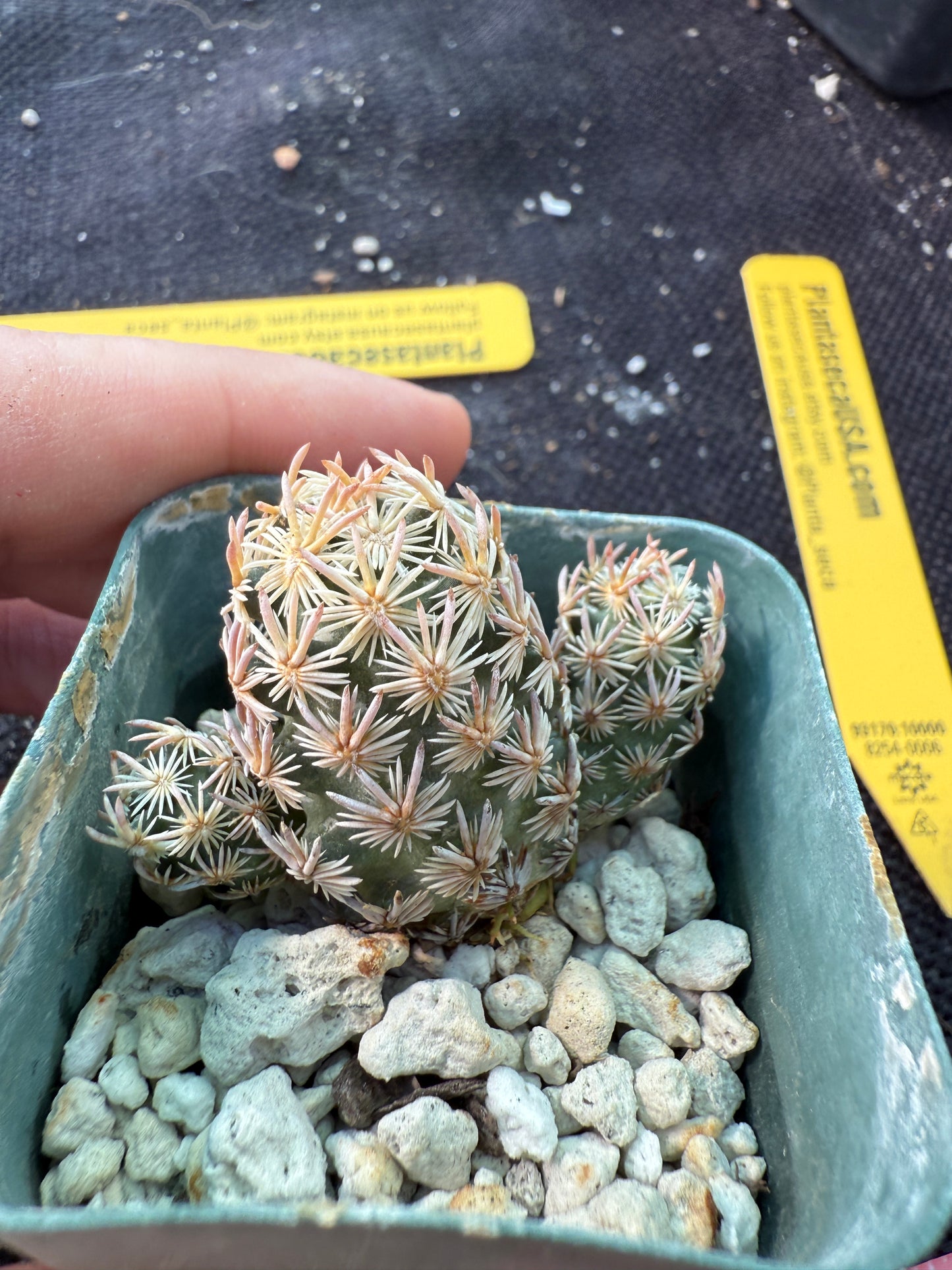 Escobaria minima very rare plant 754