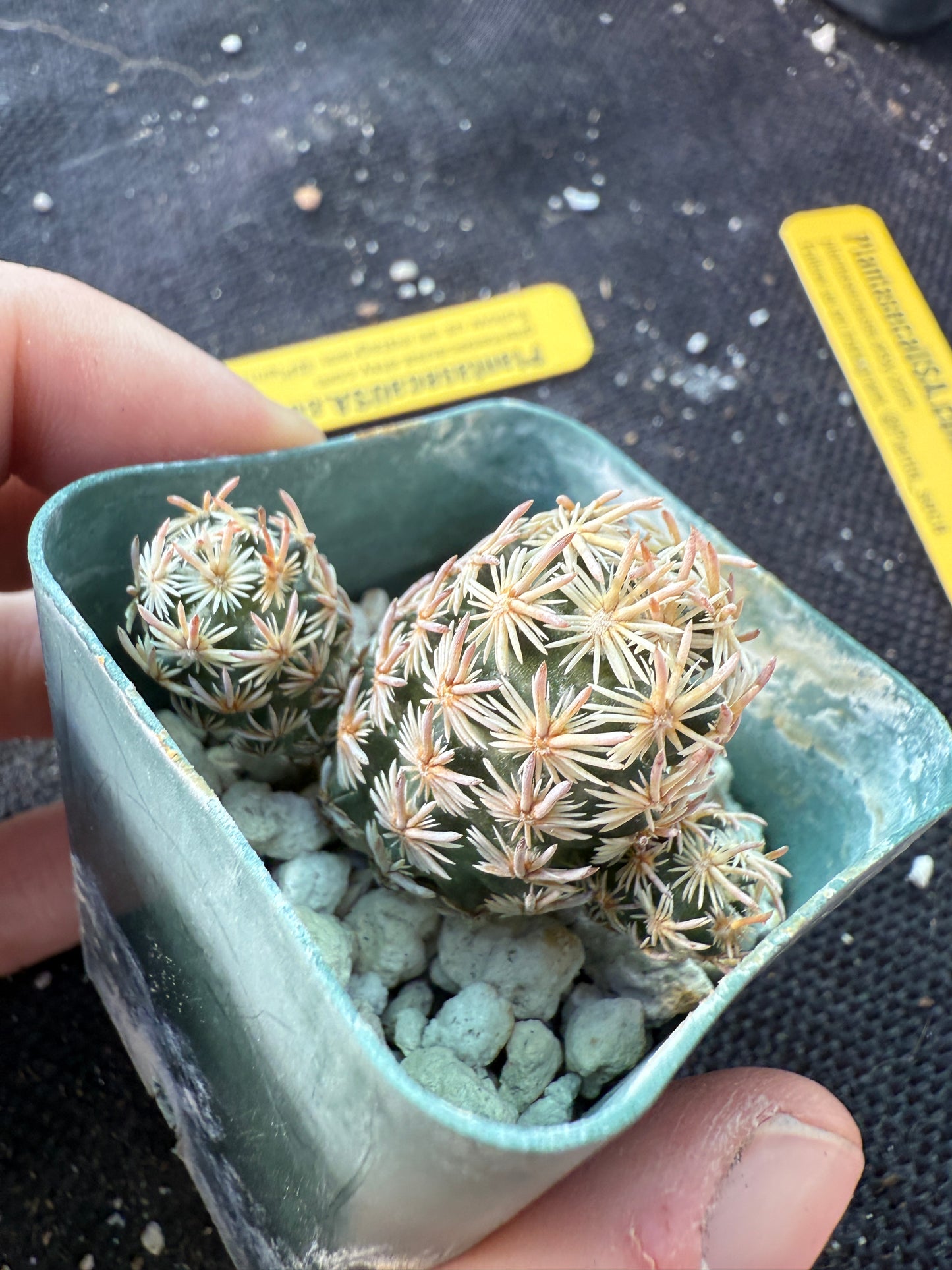 Escobaria minima very rare plant 754