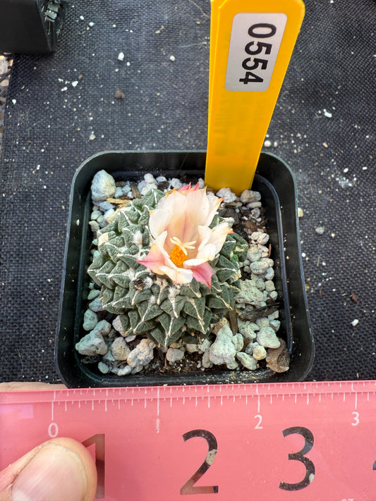 Ariocarpus kotschoubeyanus albiflora with pups on a short graft very rare plant 125