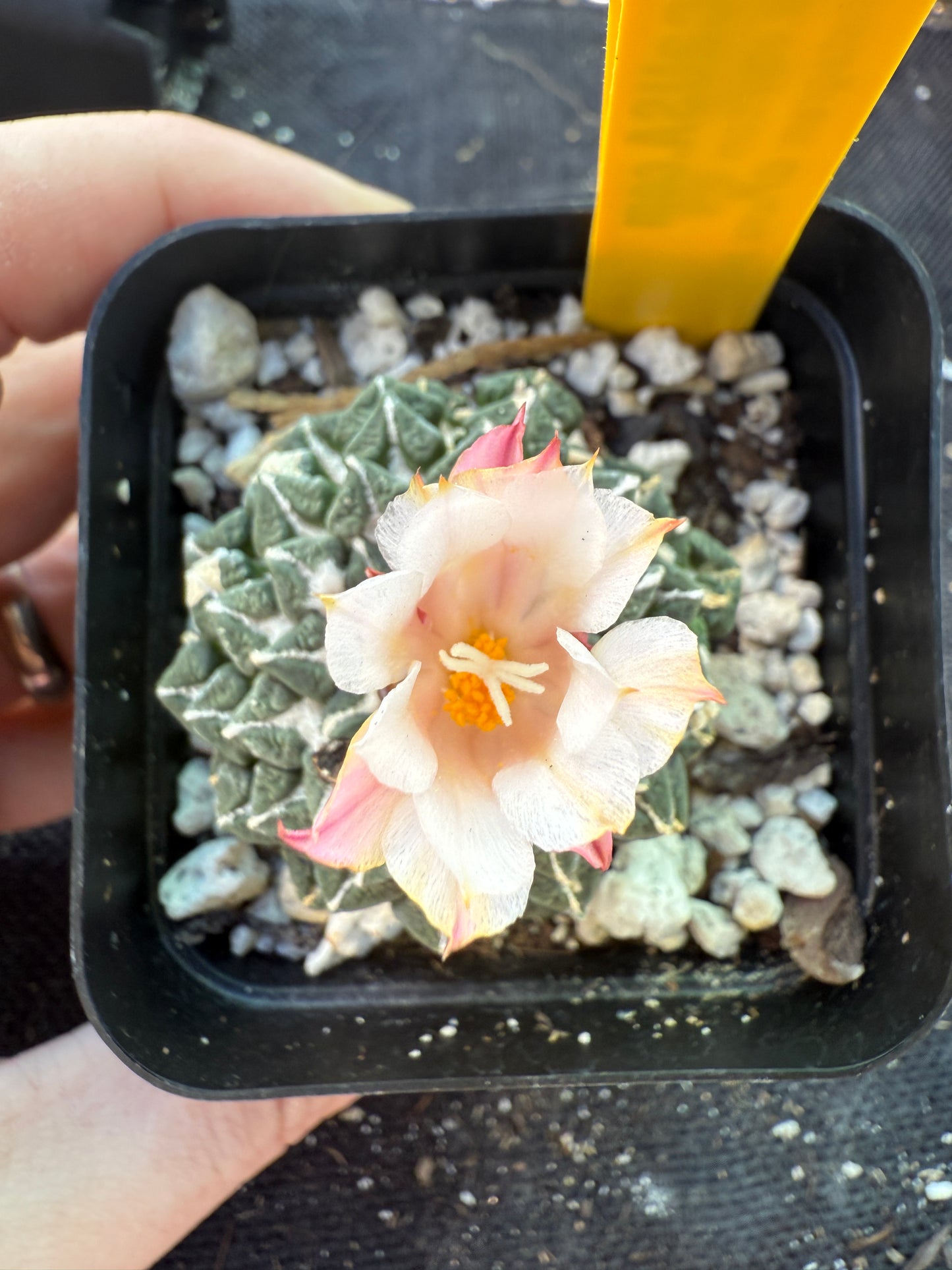 Ariocarpus kotschoubeyanus albiflora with pups on a short graft very rare plant 125