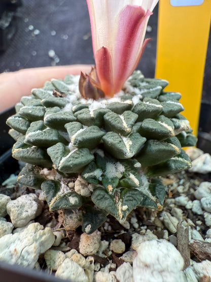 Ariocarpus kotschoubeyanus albiflora with pups on a short graft very rare plant 125