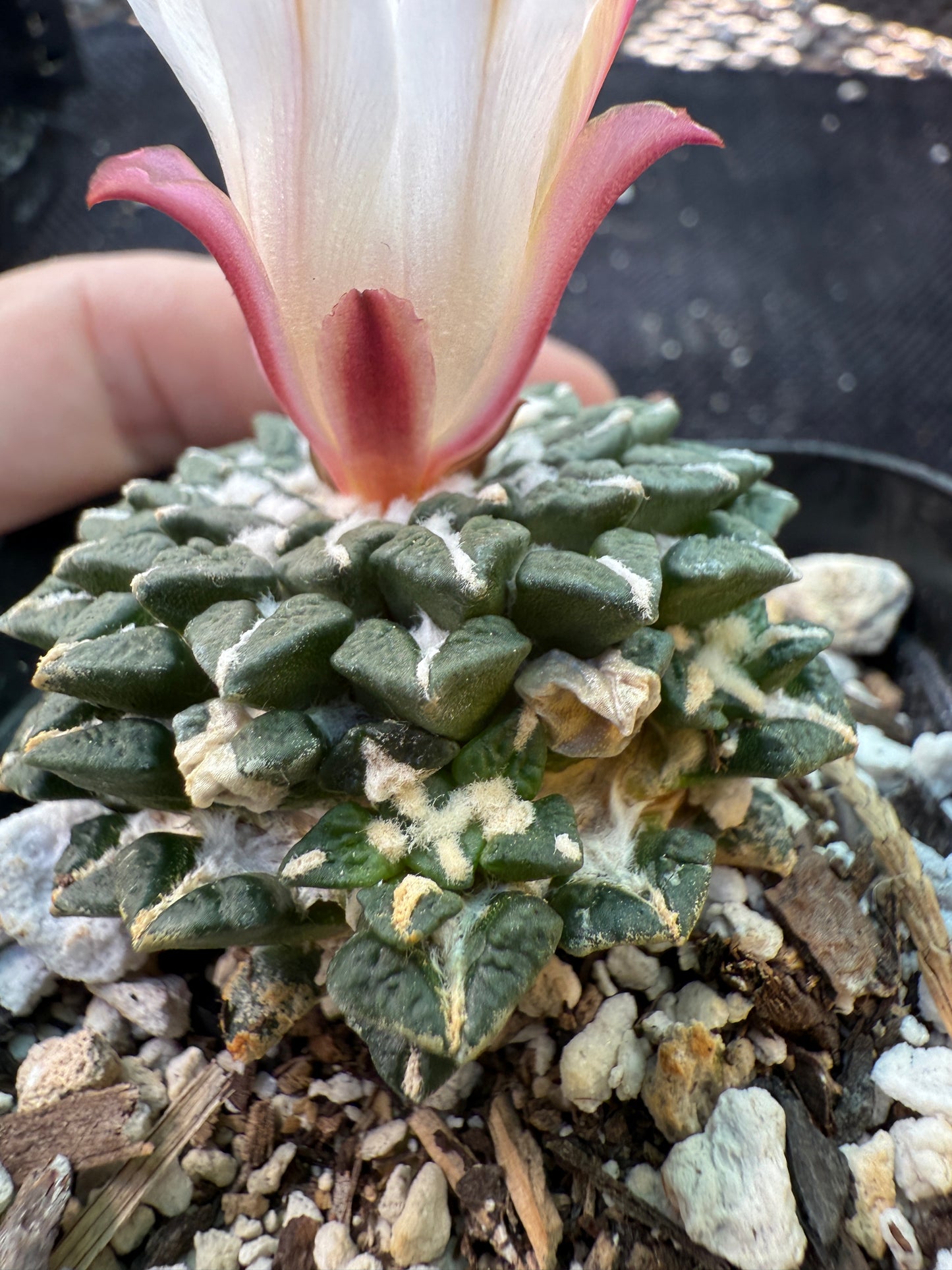 Ariocarpus kotschoubeyanus albiflora with pups on a short graft very rare plant 125