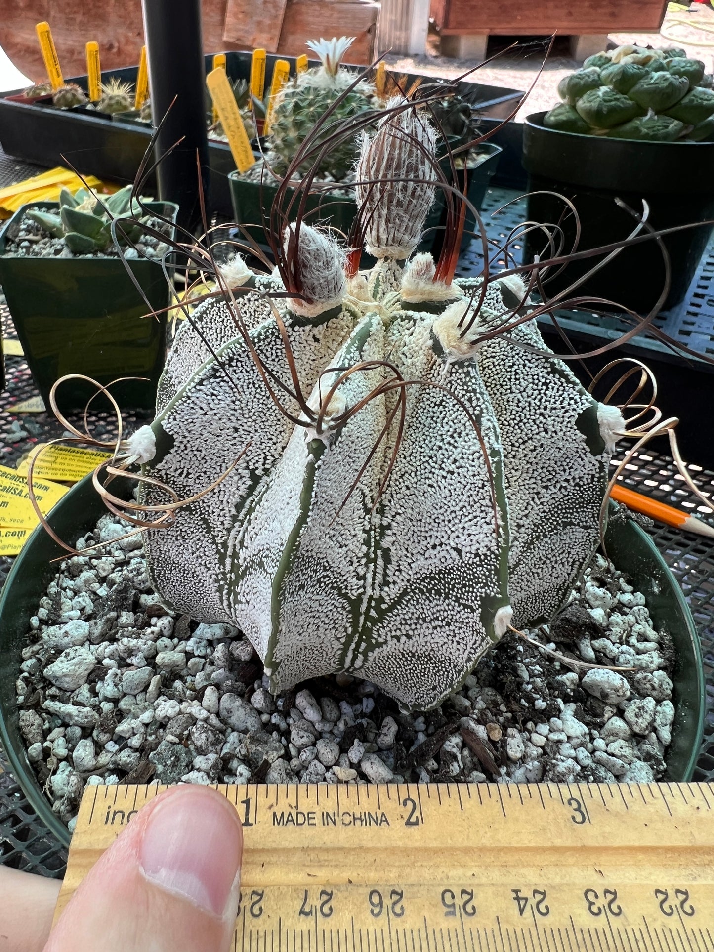 Astrophytum capricorne in 6 inch pot very nice, has growth scar