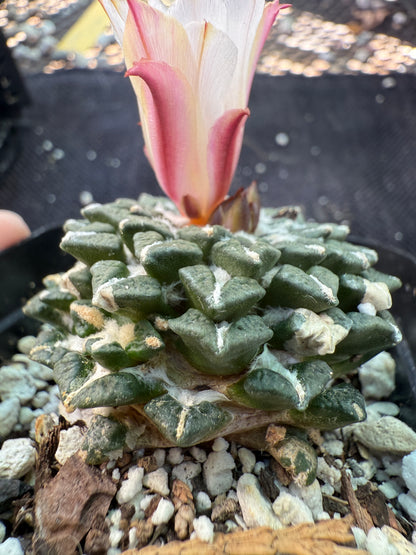 Ariocarpus kotschoubeyanus albiflora with pups on a short graft very rare plant 125