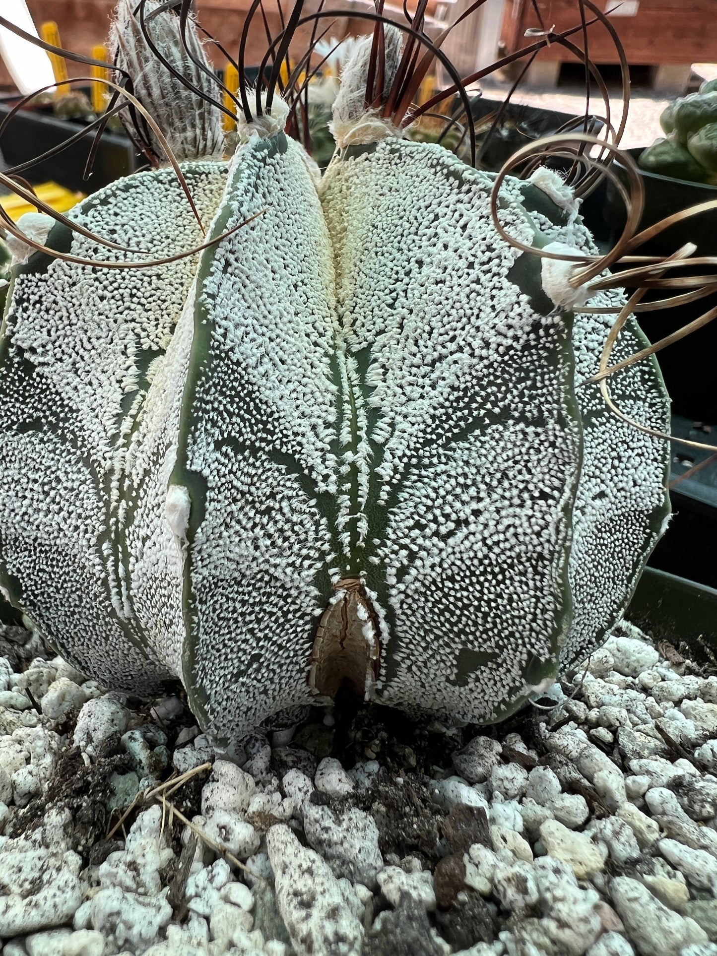 Astrophytum capricorne in 6 inch pot very nice, has growth scar